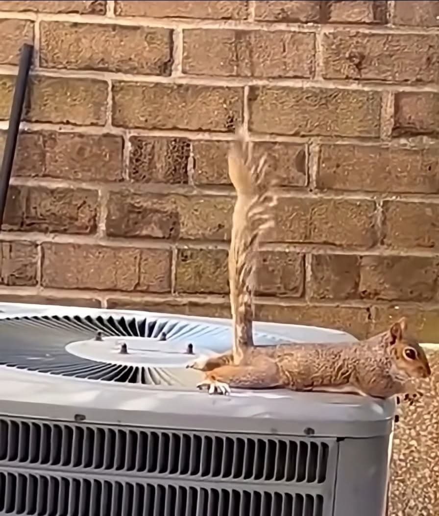 Project Squirrel-Approved Cooling Solutions from JVAC image