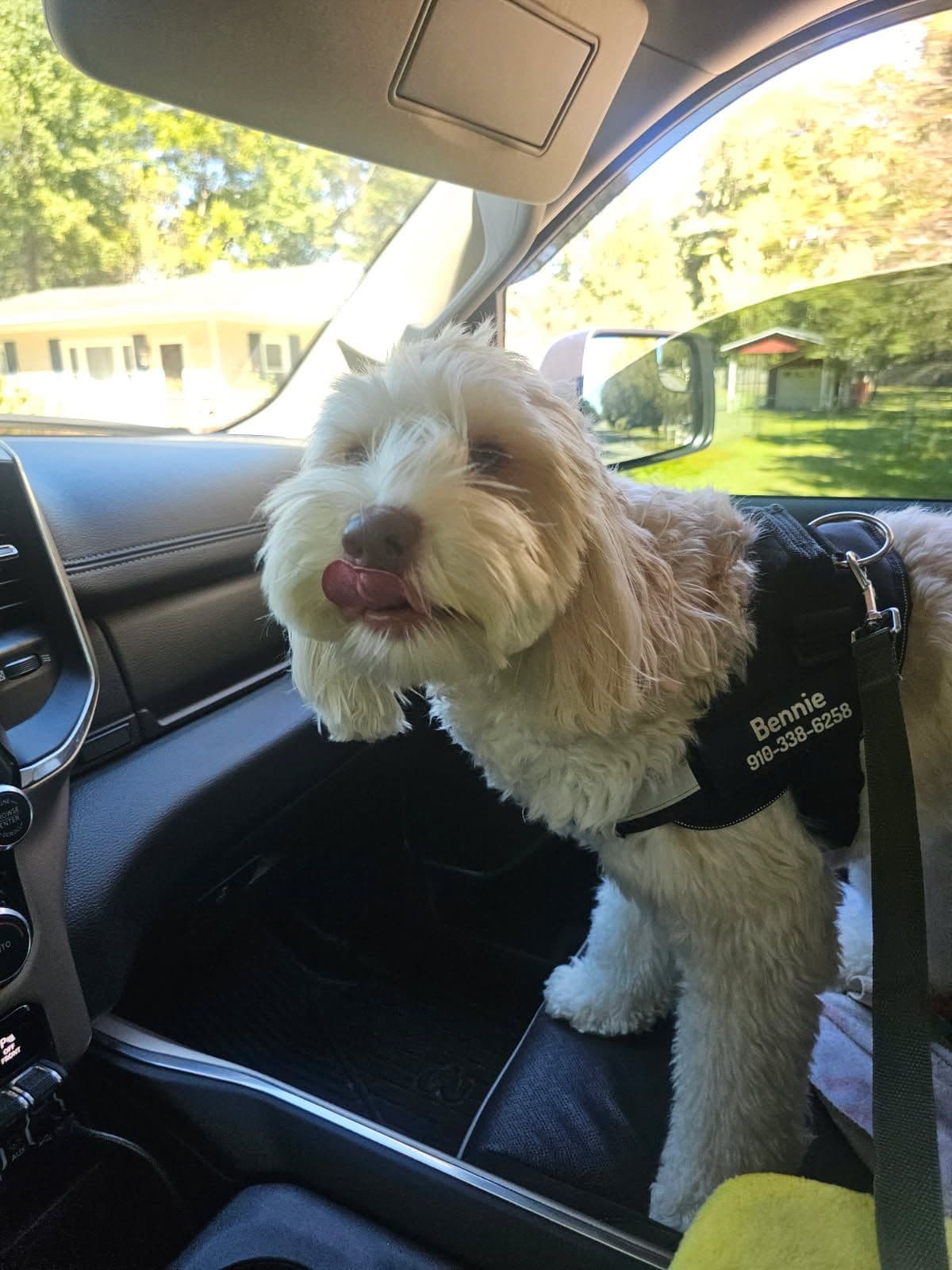 Project Meet Bennie - Our Adorable Mascot at JVAC Heating & Air image