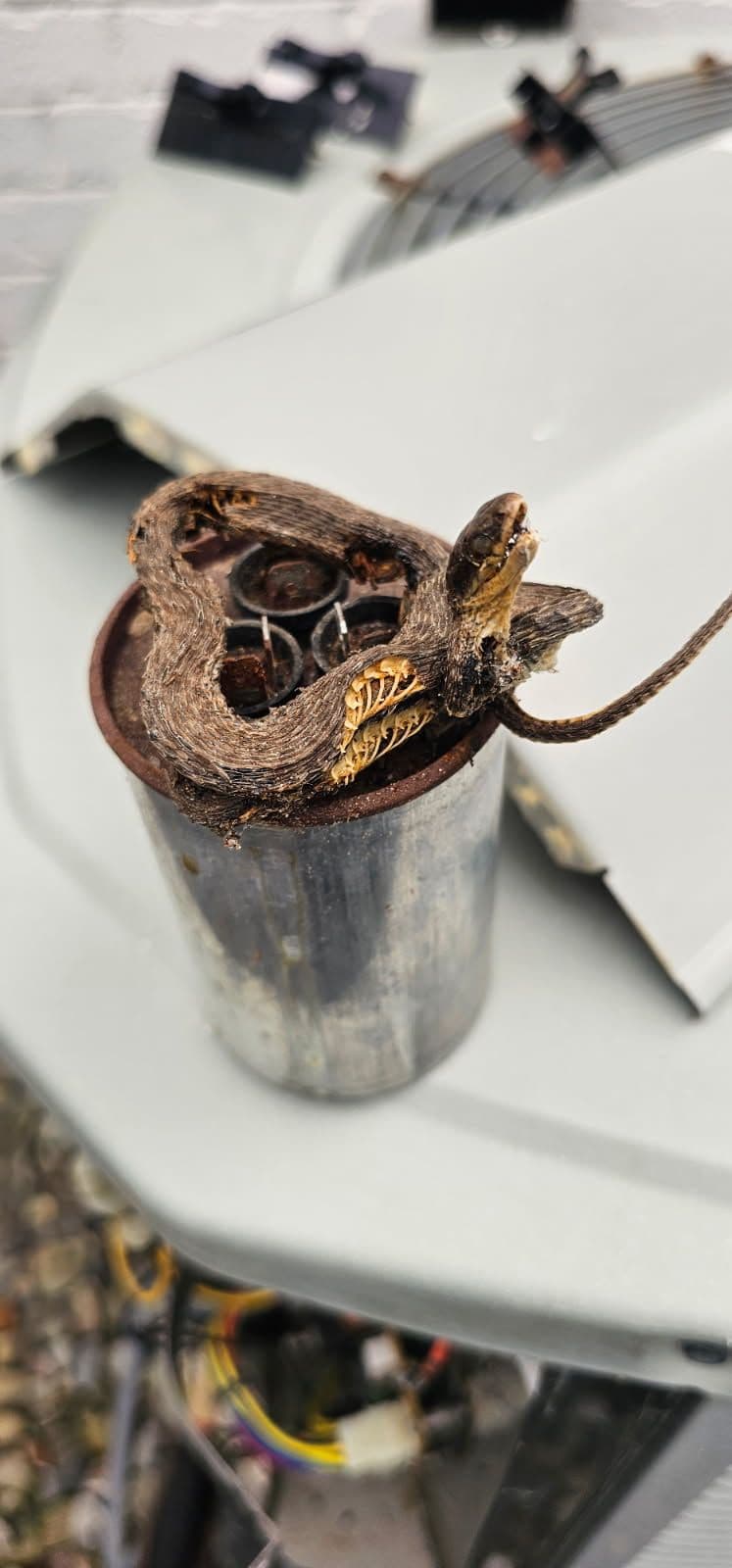 When Wildlife Takes Over Your AC Capacitor image